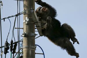 Pogledajte: Šimpanza se popela na stub, pogođena strelicom i...