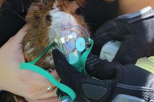 Izvukli morsko prase iz požara: Maska za bebe mu spasila život