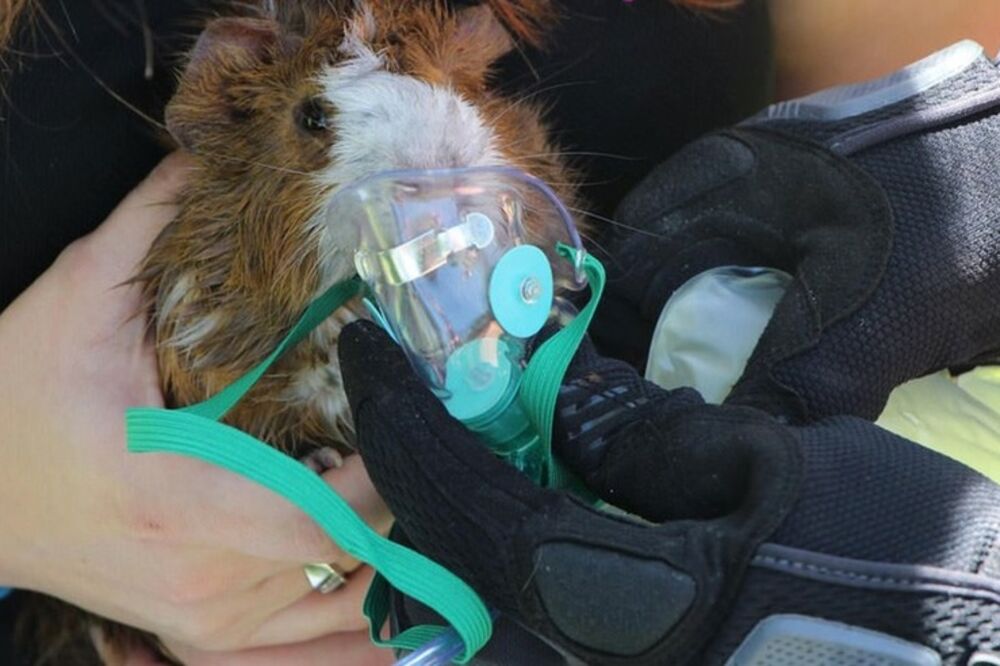 morsko prase, Rodni, Foto: Lostateminor.com