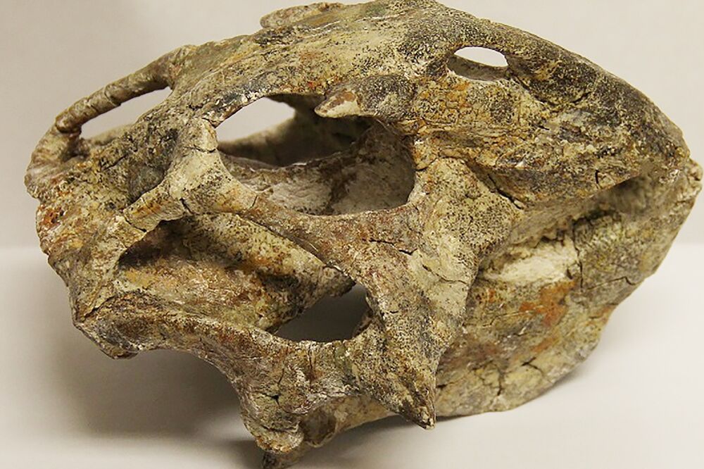 Lobanja dinosaurusa, Foto: Reuters