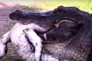 Zastrašujući snimak: Ogromni aligator jede manjeg