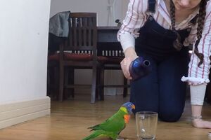 Zvuk vode kao muzika za igru: Pogledajte šou ovog papagaja