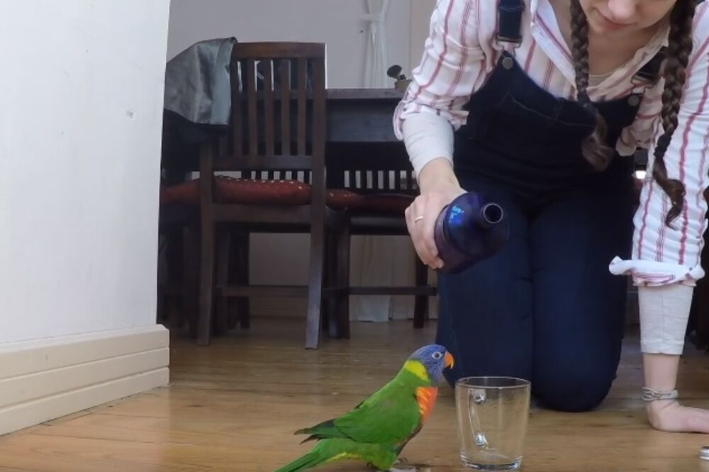 papagaj, Foto: Screenshot (YouTube)