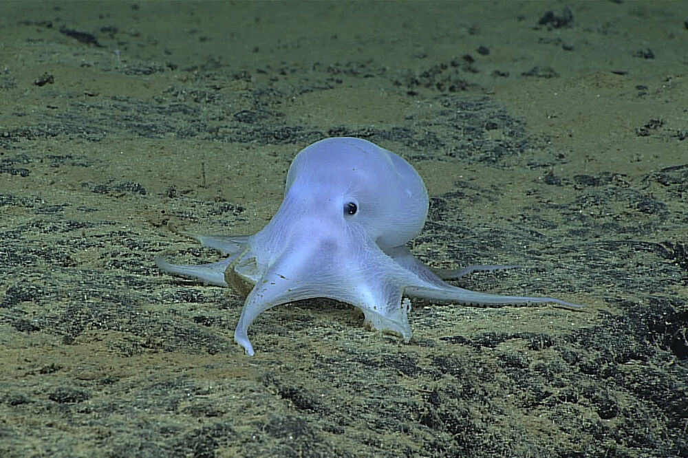 hobotnica Havaji, Foto: Beta/AP
