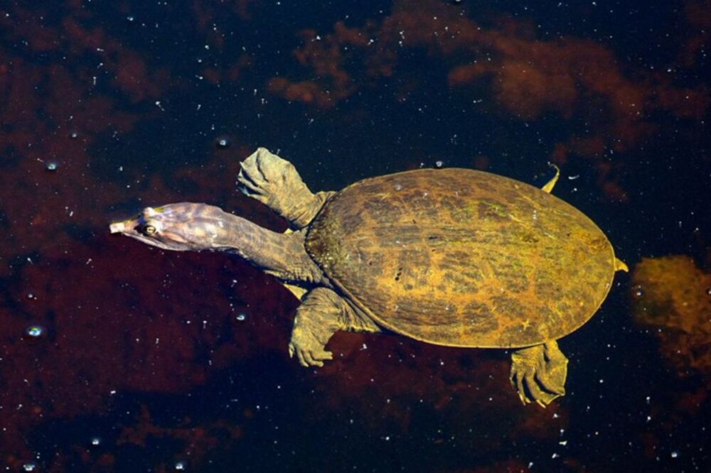 kornjača, Foto: Twitter.com