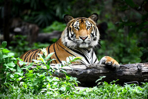 Broj tigrova u divljini porastao prvi put u sto godina
