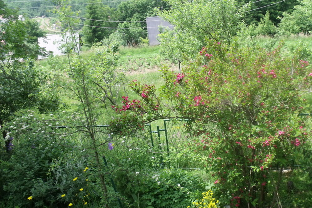 Botanička bašta Kolašin, Foto: Labostaenglish.wordpress.com