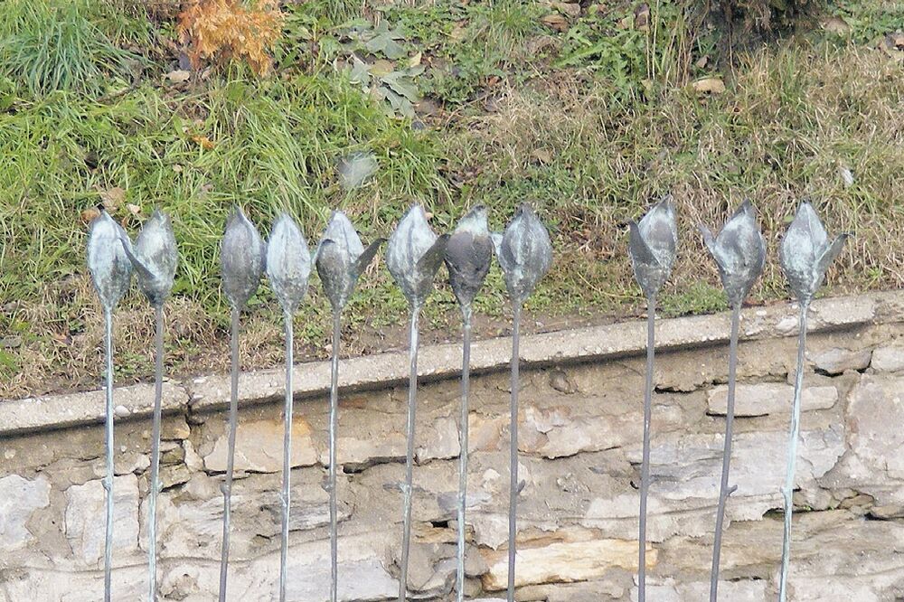 12 ruža, Foto: Beća Čoković