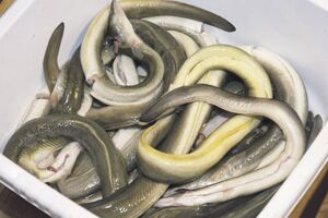 Čekaju dozvole na izlov jegulje