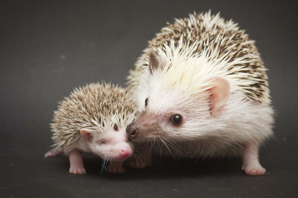 jež, Foto: Shutterstock.com