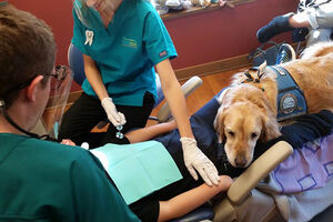 Nervozni ste kod zubara? Nekima treba sedativ, a nekima pas