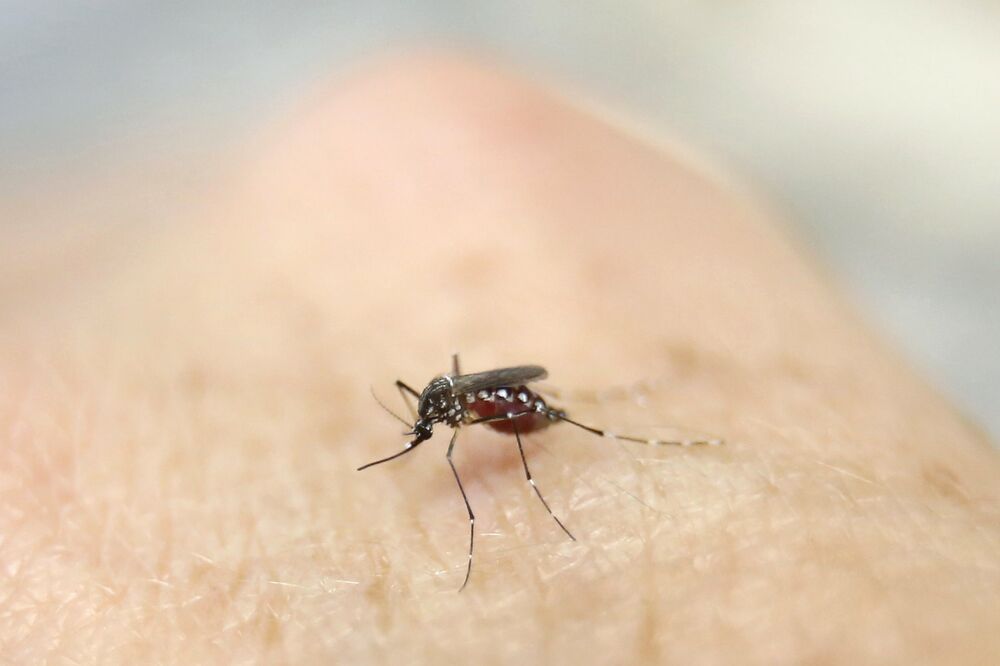 Zika virus, Foto: Reuters