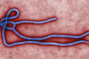 SZO: Ebola više nije međunarodna zdravstvena opasnost