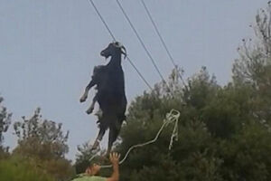 Neobično spašavanje: Koza visila sa telegrafske žice