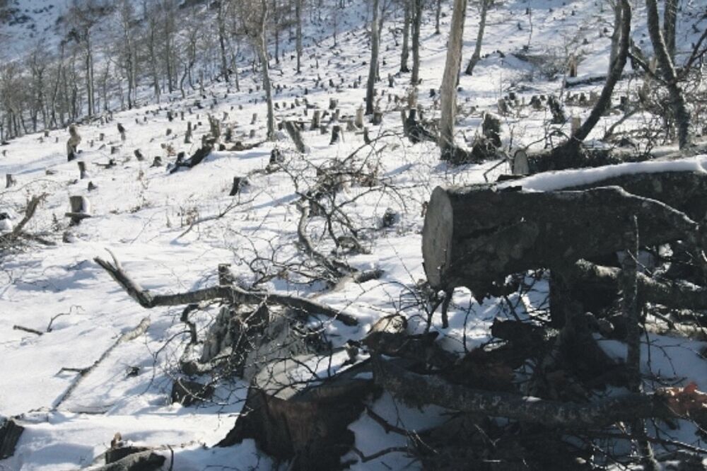 Sječa šume, Foto: OZON