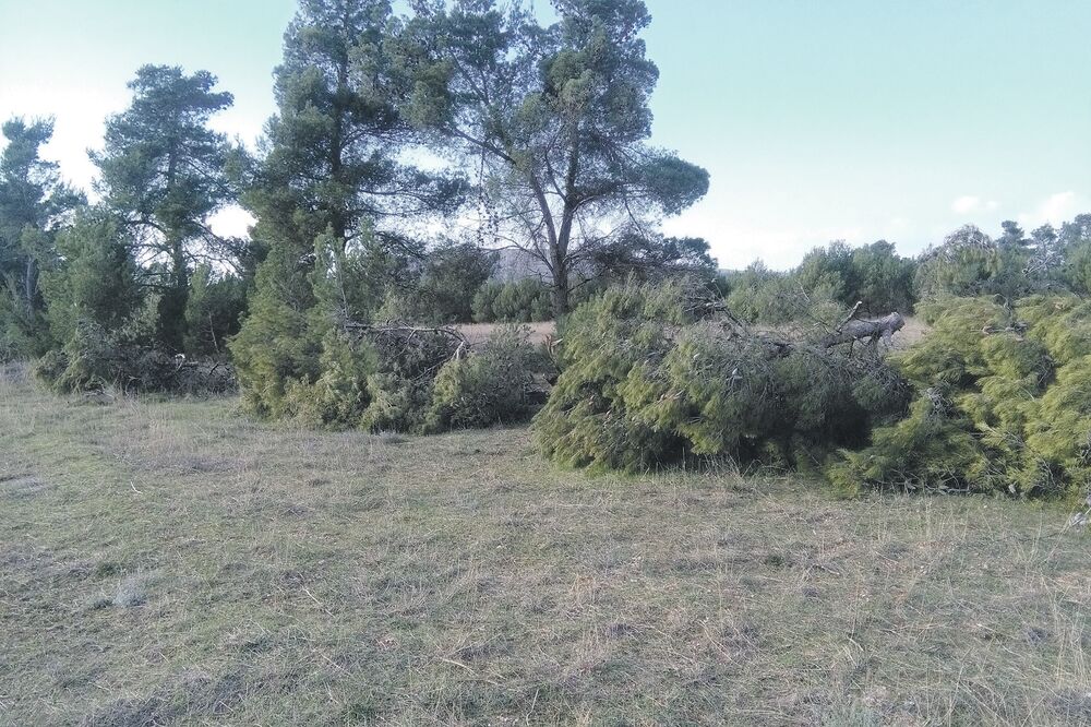 nelegalna sječa, Foto: Privatna arhiva