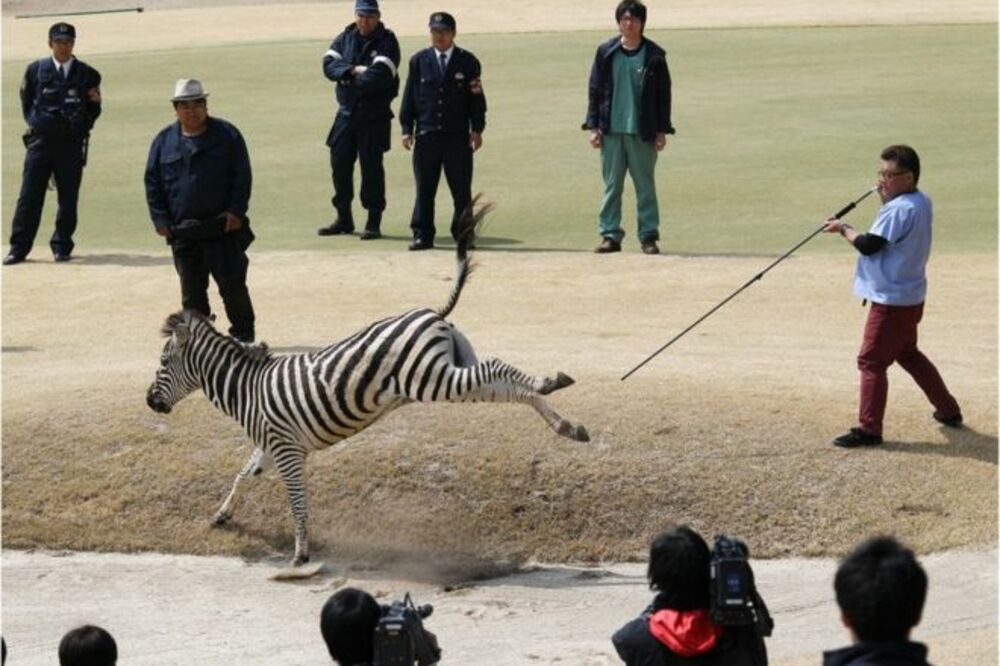 Zebra Japan, Foto: AP