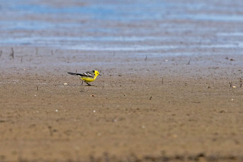 žutoglava pliska, Foto: Dr Peter Sackl