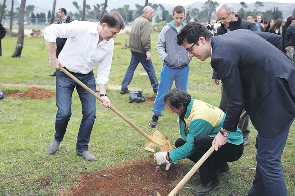 Zlatica nove sadnice, Foto: MPRR