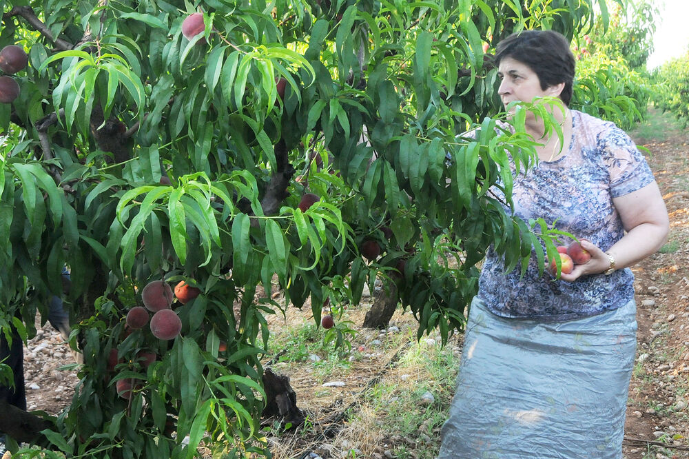 Zorica Kovačević, Foto: Zoran Đurić