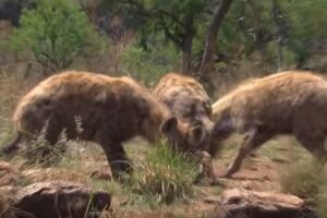 Pogledajte žestoki ritual zastrašivanja kod hijena