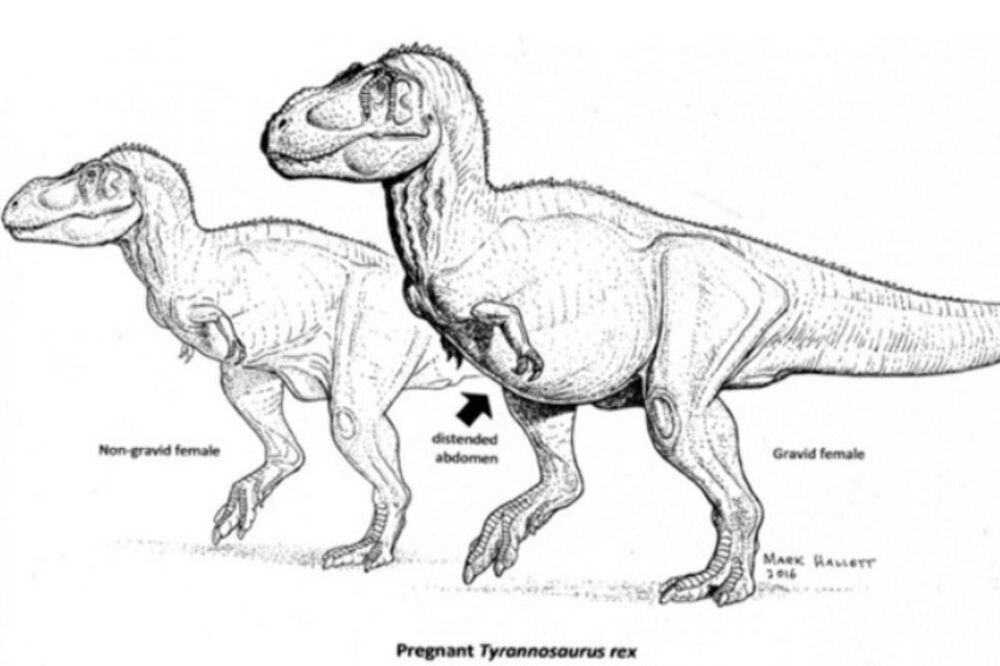 T-Rex, Foto: Washingtonpost.com