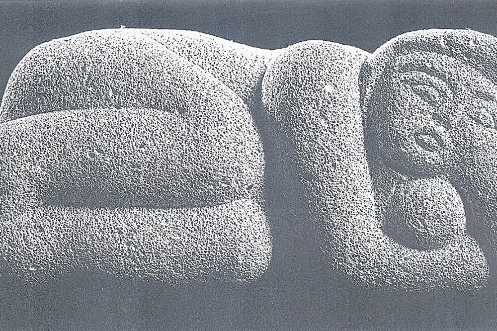 rad Nade Marović Stanić(novine)