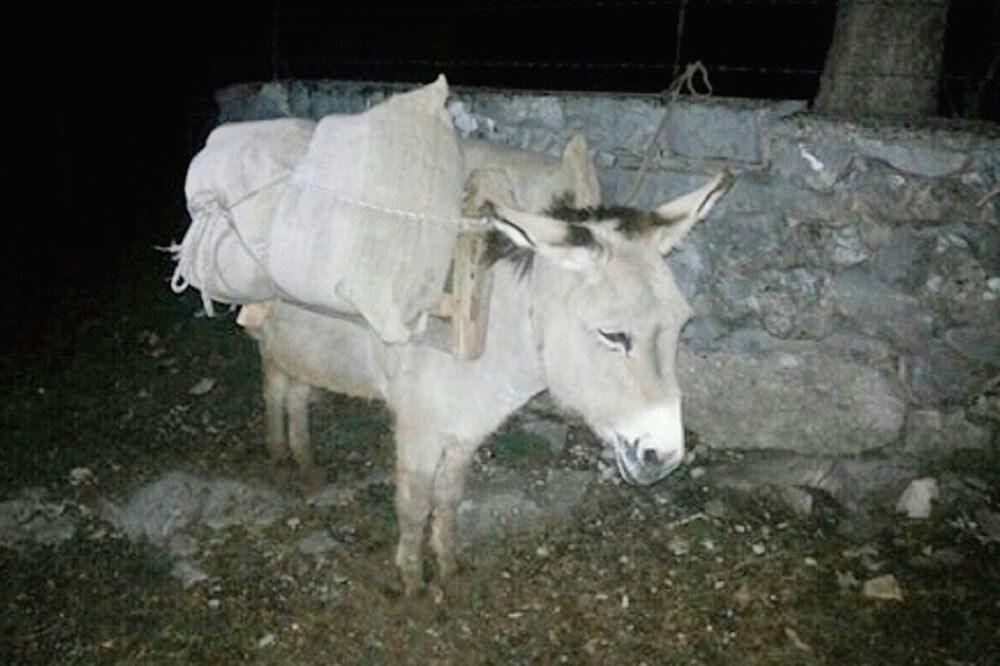 magarac, Foto: Uprava policije