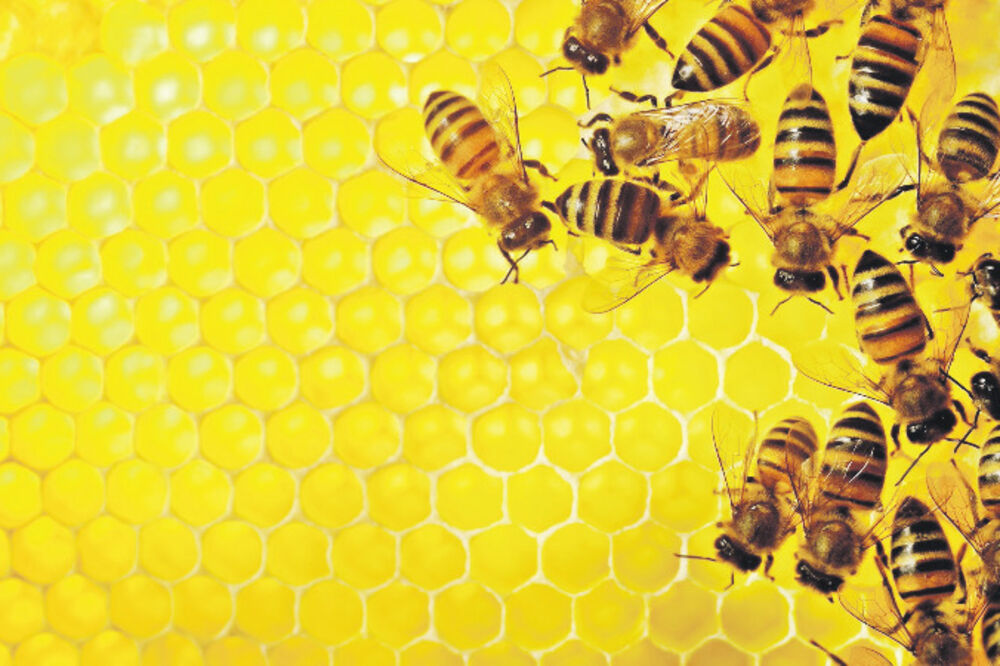 Pčele, med, saće