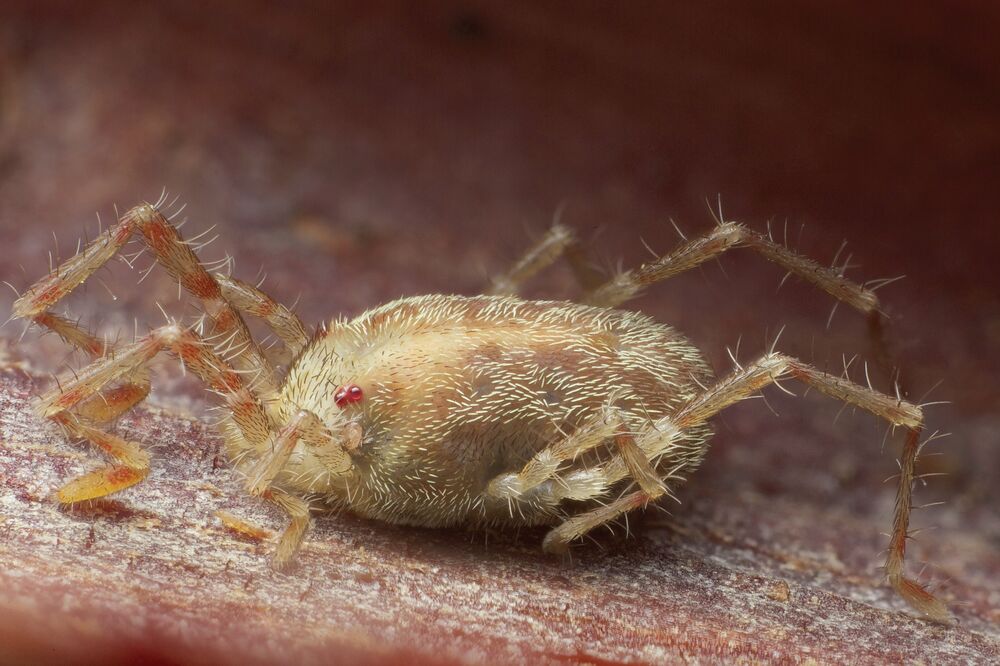 grinje, Foto: Shutterstock