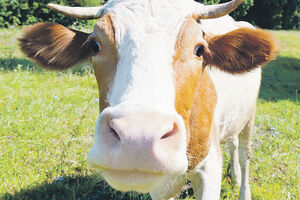 HGI pokrenula akciju rješavanja problema goveda u Tivtu: Lutaju...