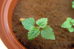 U "Marsovskoj bašti" dobro rodili paradajz i grašak