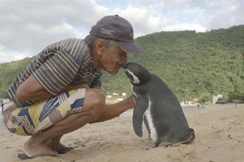 pingvin i čovjek, Foto: Screenshot (YouTube)