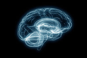 Naučnici: Podjela na lijevu i desnu hemisferu mozga ne postoji?