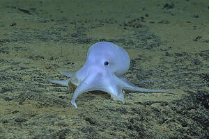 Naučnici tvrde da su pronašli novu vrstu hobotnice