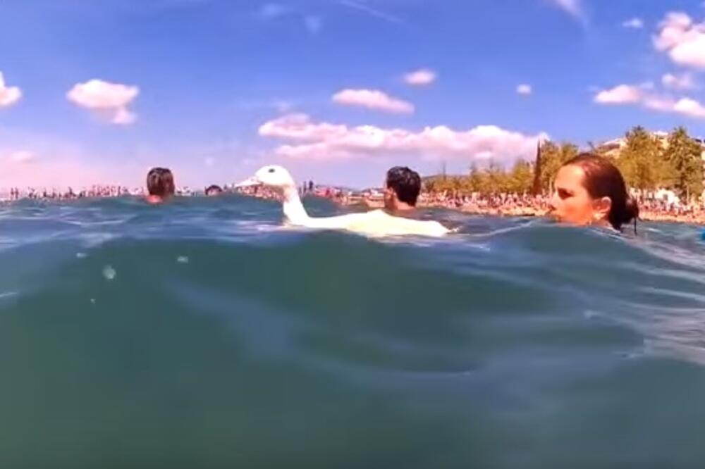 Rozes, patke, Foto: Screenshot (YouTube)