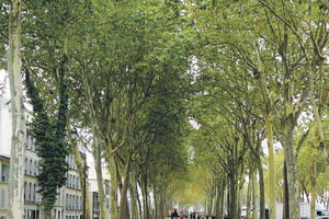 Najradoznalija životinja na svijetu je - pisac