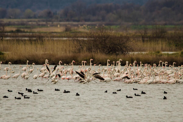 Ulcinjska solana: Flamingosi su danas tu, sjutra – ko zna…