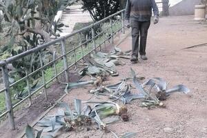 Oftalmolog iz Novog gradu darovao sadnice agave i kaktusa