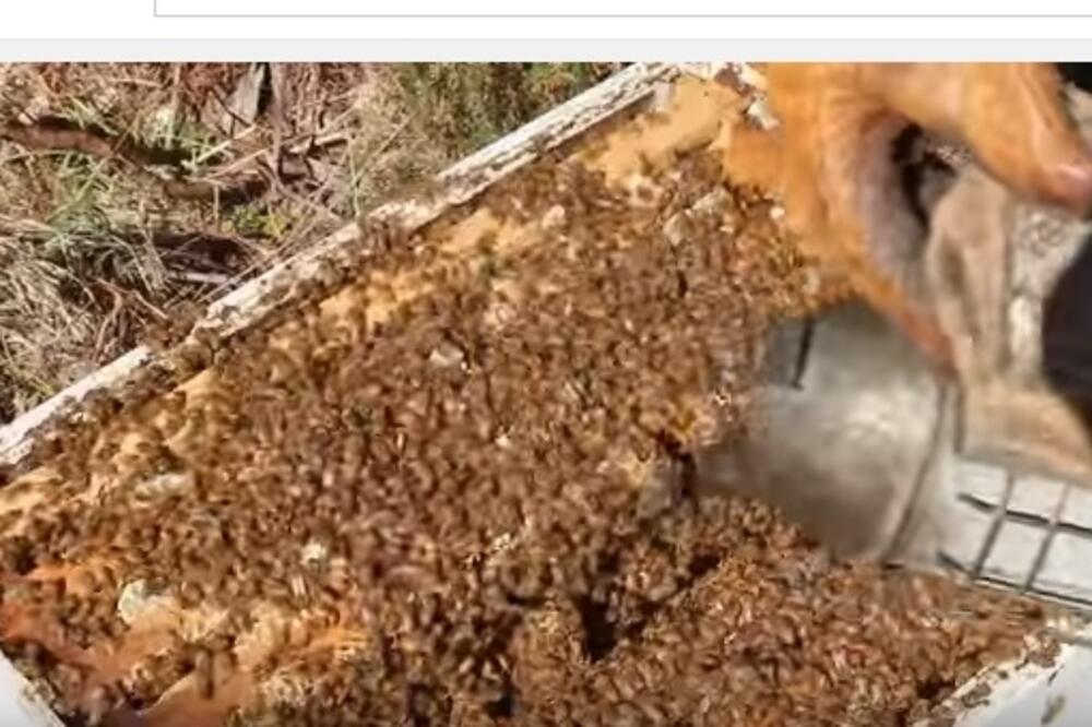 Pčele, Foto: Screenshot (YouTube)