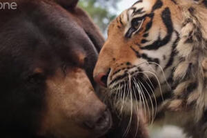 Prijateljstvo medvjeda, tigra i lava traje 15 godina