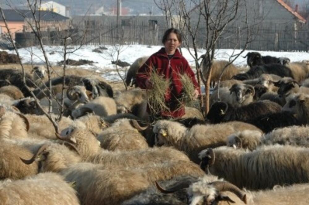 jagnjad_1, Foto: I. PETRUŠIĆ