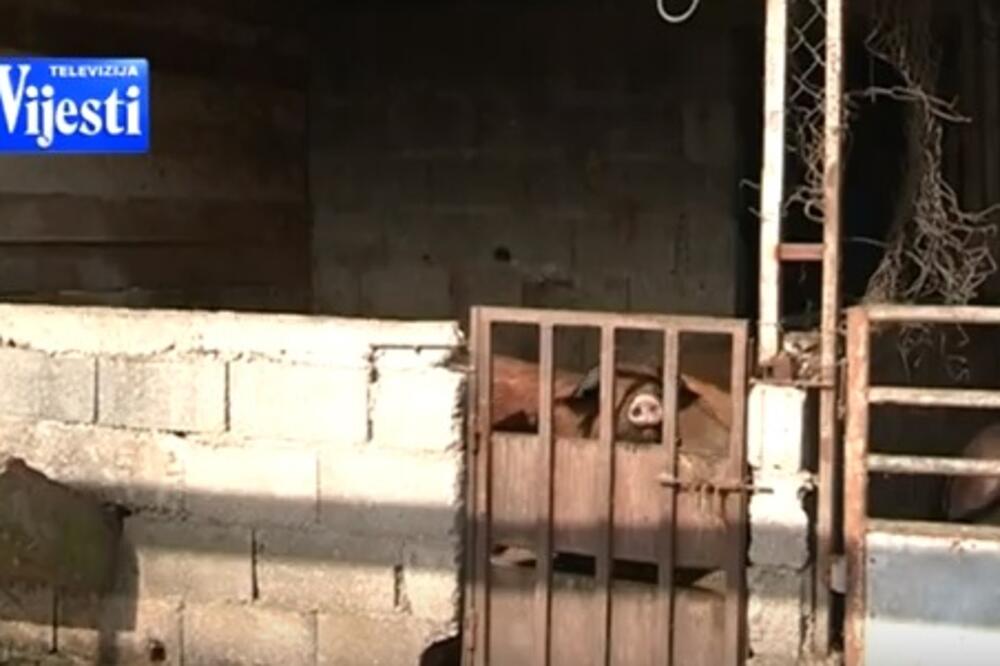 Farma svinja, Foto: Screenshot (YouTube)