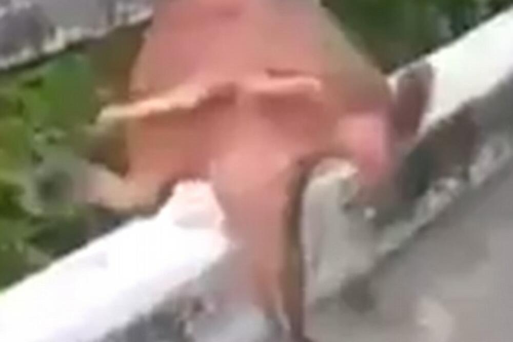 šišmiš riba, Foto: Screenshot (YouTube)