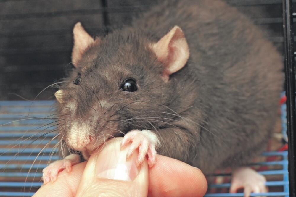 miš, pacov, Foto: Shutterstock