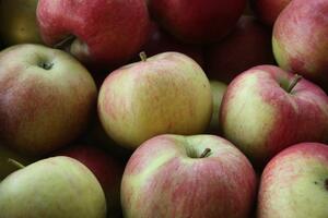 Za branje jabuka dnevnica 160 eura! Spremni da probate?