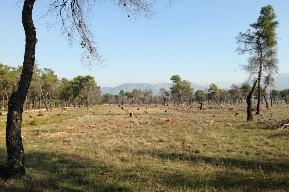 nelegalna sječa, Foto: Damira Kalač
