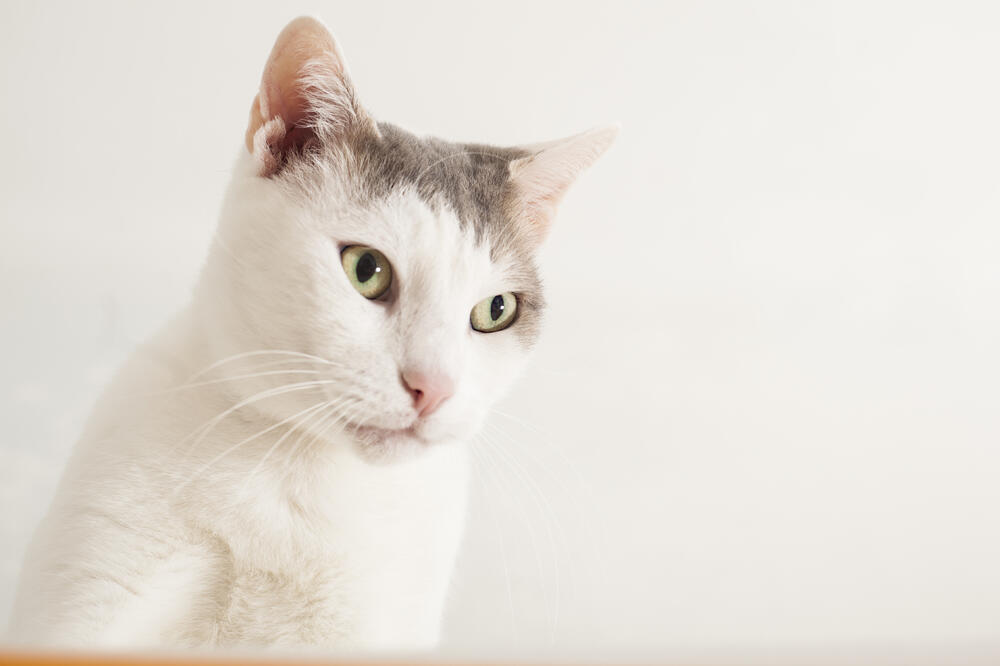 mačak, Foto: Shutterstock