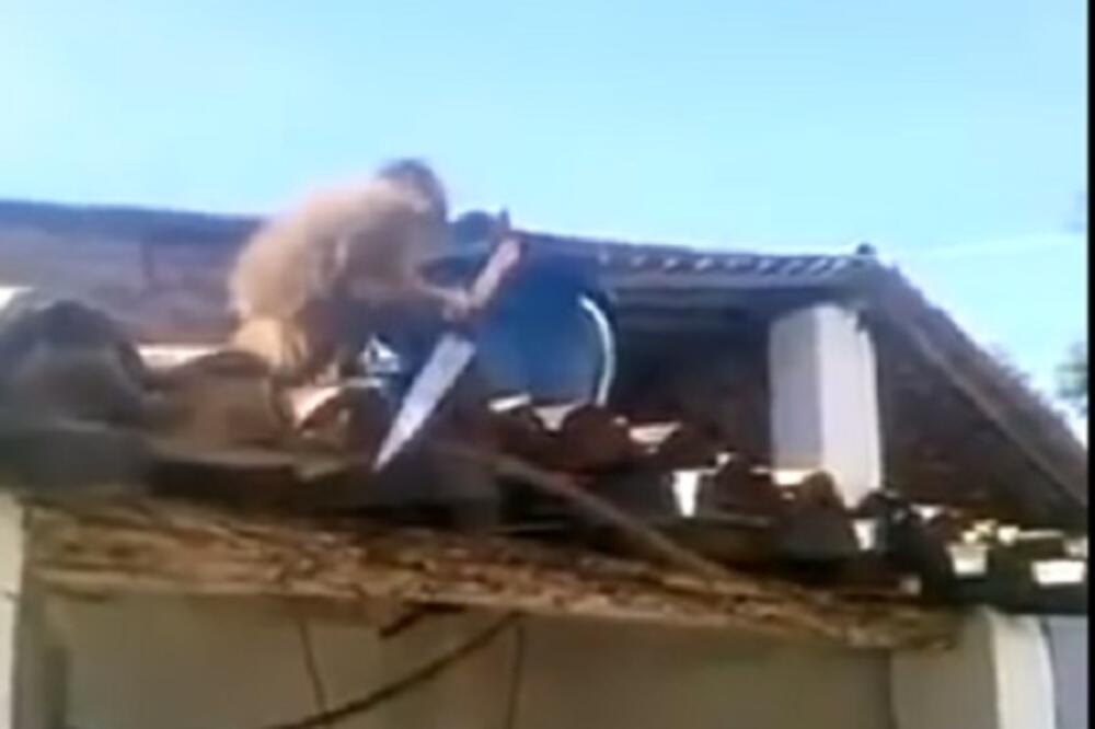 majmun, Foto: Screenshot (YouTube)