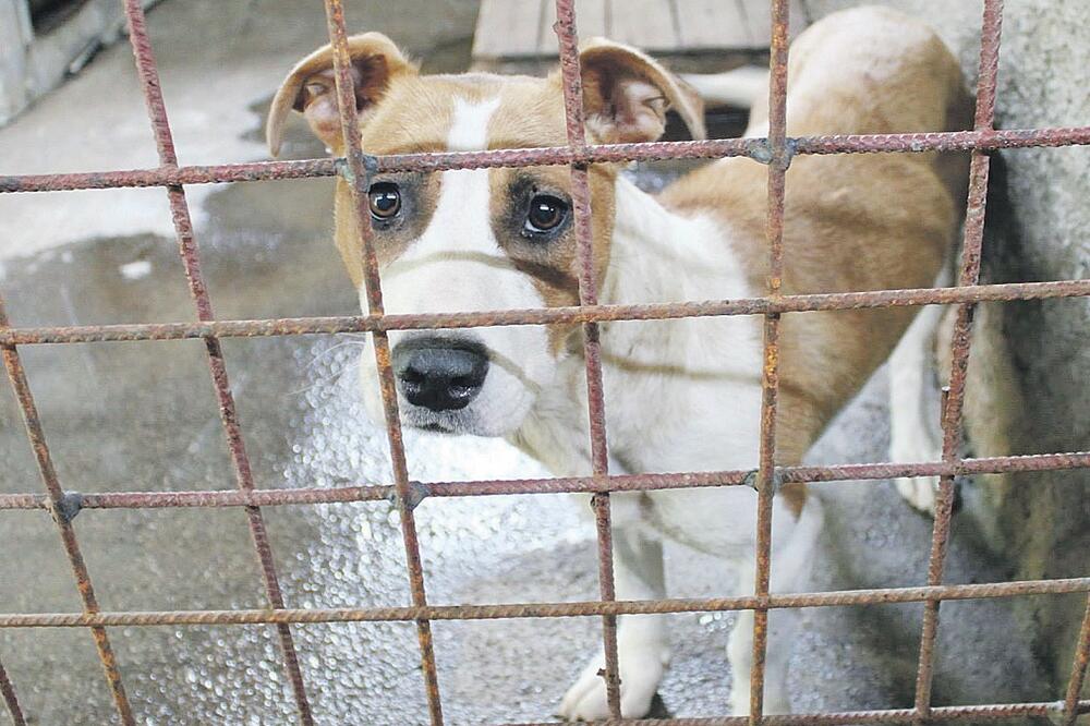 pas, azil, Foto: Arhiva "Vijesti"